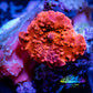 Corellamorph - Red Morph Coral WYSIWYG 1.5cm Corellamorph - Red Morph Coral WYSIWYG 1.5cm Animals & Pet Supplies Corellamorph - Red Morph Coral WYSIWYG 1.5cm Zeo Box Reef