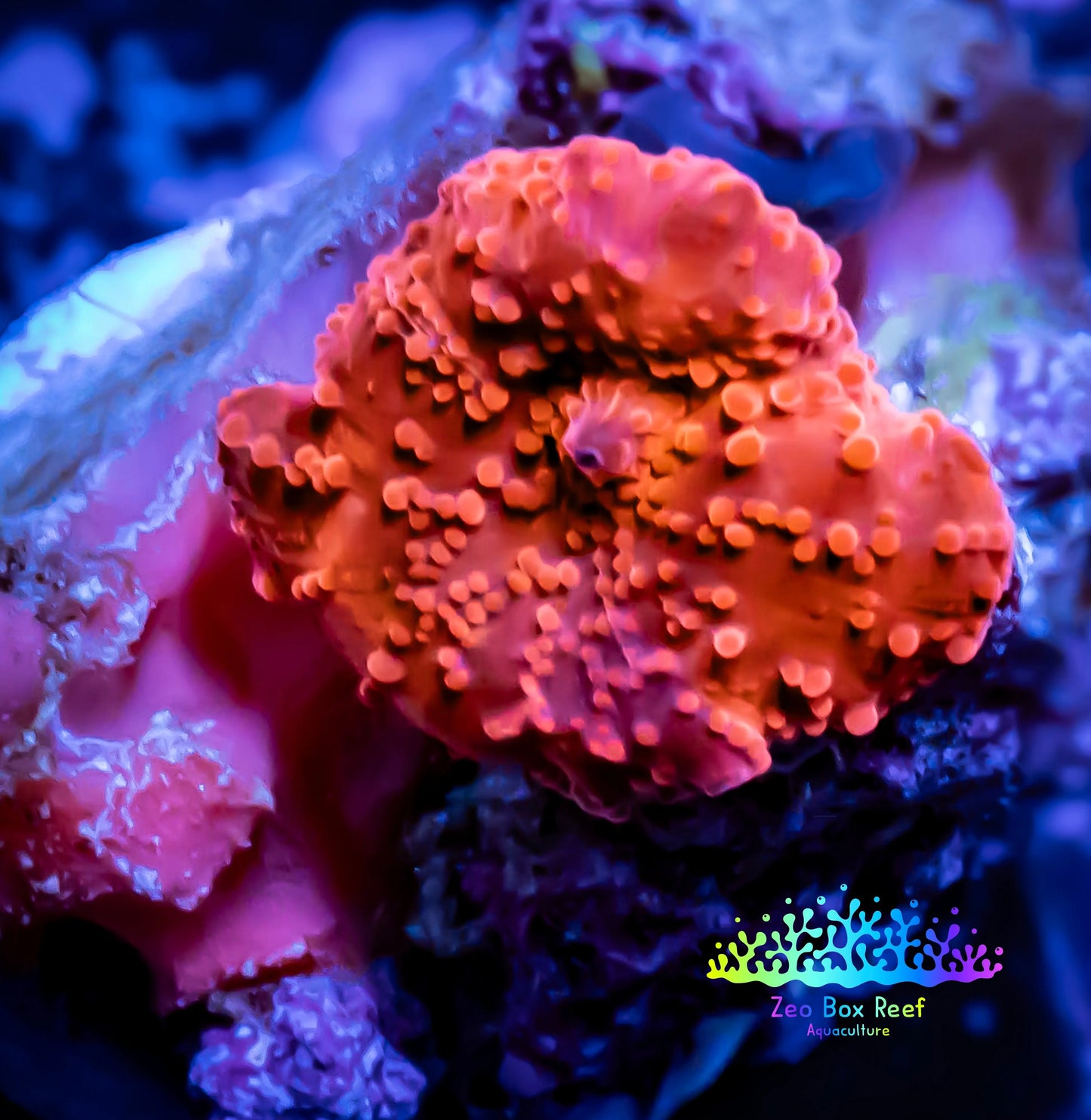 Corellamorph - Red Morph Coral WYSIWYG 1.5cm Corellamorph - Red Morph Coral WYSIWYG 1.5cm Animals & Pet Supplies Corellamorph - Red Morph Coral WYSIWYG 1.5cm Zeo Box Reef