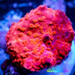 Corellamorph - Red Morph Coral WYSIWYG 1.5cm d5r1b1 Corellamorph - Red Morph Coral WYSIWYG 1.5cm d5r1b1 Animals & Pet Supplies Corellamorph - Red Morph Coral WYSIWYG 1.5cm d5r1b1 Zeo Box Reef