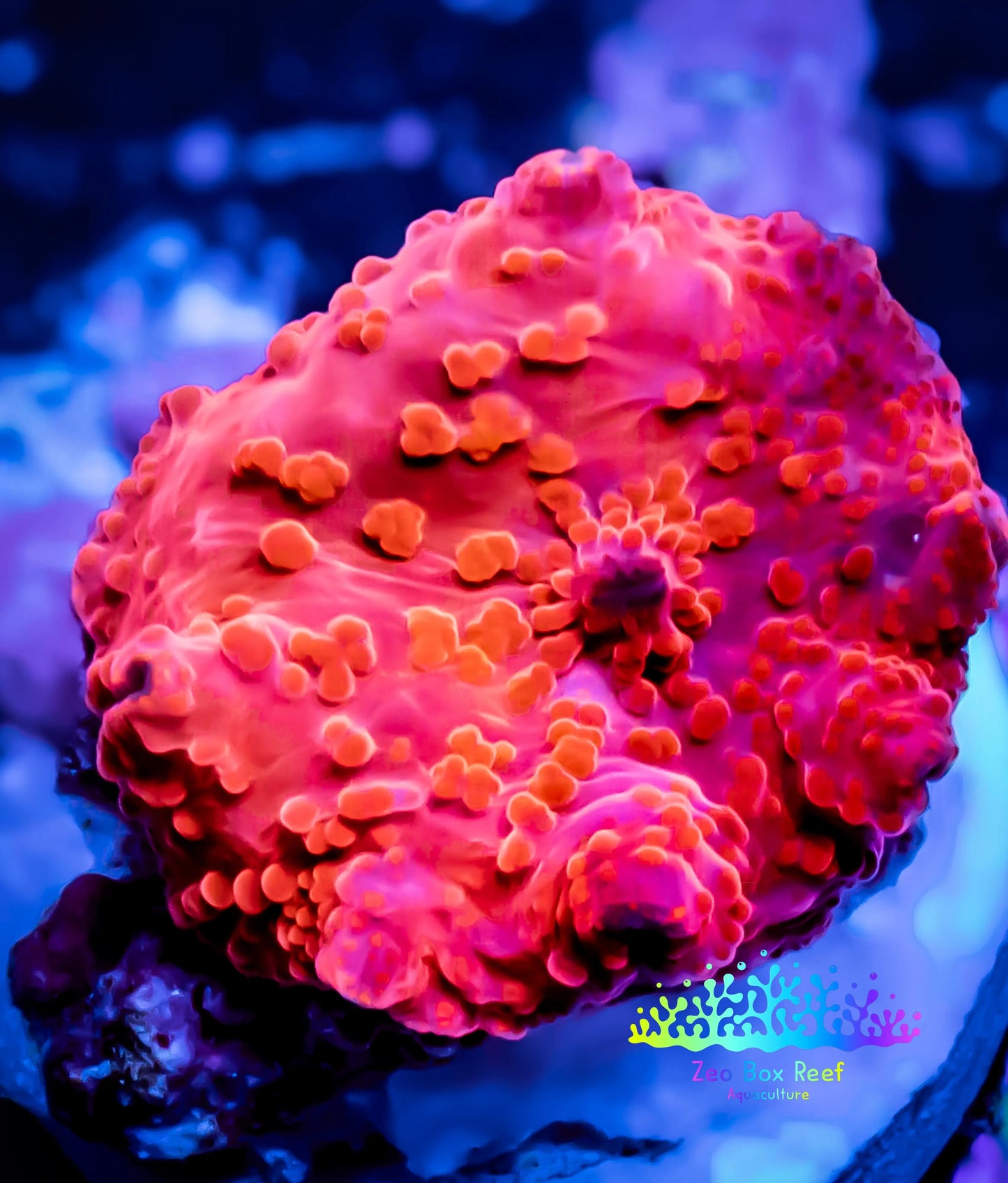 Corellamorph - Red Morph Coral WYSIWYG 1.5cm d5r1b1 Corellamorph - Red Morph Coral WYSIWYG 1.5cm d5r1b1 Animals & Pet Supplies Corellamorph - Red Morph Coral WYSIWYG 1.5cm d5r1b1 Zeo Box Reef