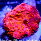 Corellamorph - Red Morph Coral WYSIWYG 1.5cm d5r1b1 Corellamorph - Red Morph Coral WYSIWYG 1.5cm d5r1b1 Animals & Pet Supplies Corellamorph - Red Morph Coral WYSIWYG 1.5cm d5r1b1 Zeo Box Reef