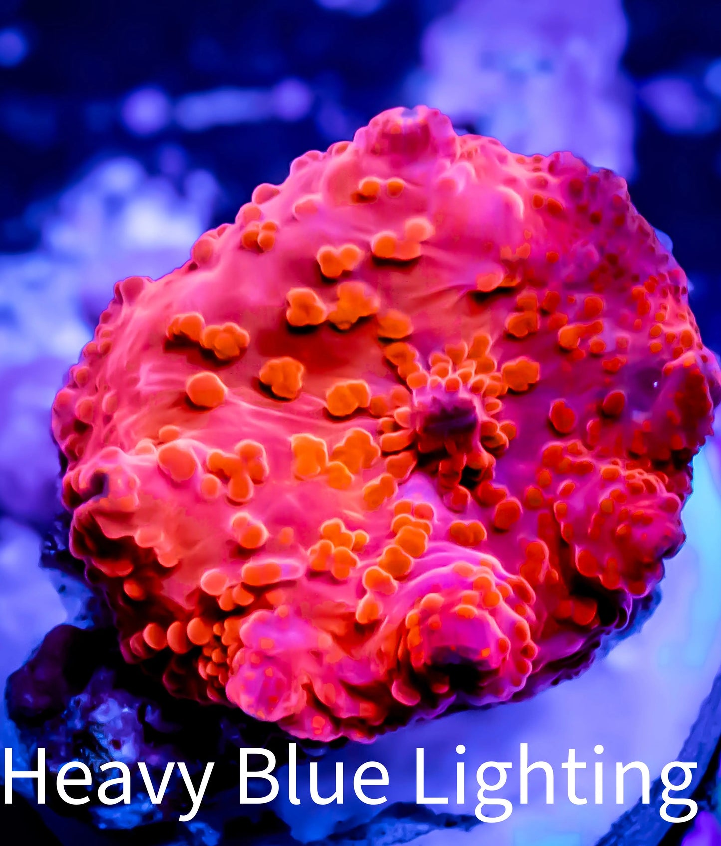 Corellamorph - Red Morph Coral WYSIWYG 1.5cm d5r1b1 Corellamorph - Red Morph Coral WYSIWYG 1.5cm d5r1b1 Animals & Pet Supplies Corellamorph - Red Morph Coral WYSIWYG 1.5cm d5r1b1 Zeo Box Reef