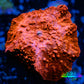 Corellamorph - Red Morph Coral WYSIWYG 2cm Corellamorph - Red Morph Coral WYSIWYG 2cm Animals & Pet Supplies Corellamorph - Red Morph Coral WYSIWYG 2cm Zeo Box Reef