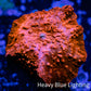 Corellamorph - Red Morph Coral WYSIWYG 2cm Corellamorph - Red Morph Coral WYSIWYG 2cm Animals & Pet Supplies Corellamorph - Red Morph Coral WYSIWYG 2cm Zeo Box Reef