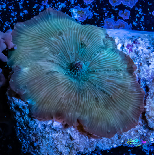 Corellamorph - Teal Morph Coral Corellamorph - Teal Morph Coral Animals & Pet Supplies Corellamorph - Teal Morph Coral Zeo Box Reef