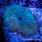 Corellamorph - Teal Morph Coral Corellamorph - Teal Morph Coral Animals & Pet Supplies Corellamorph - Teal Morph Coral Zeo Box Reef
