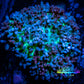 Corellamorph - Ultra Fluffy  Morph Coral WYSIWYG 4cm D1r1b2 Corellamorph - Ultra Fluffy  Morph Coral WYSIWYG 4cm D1r1b2 Animals & Pet Supplies Corellamorph - Ultra Fluffy  Morph Coral WYSIWYG 4cm D1r1b2 Zeo Box Reef