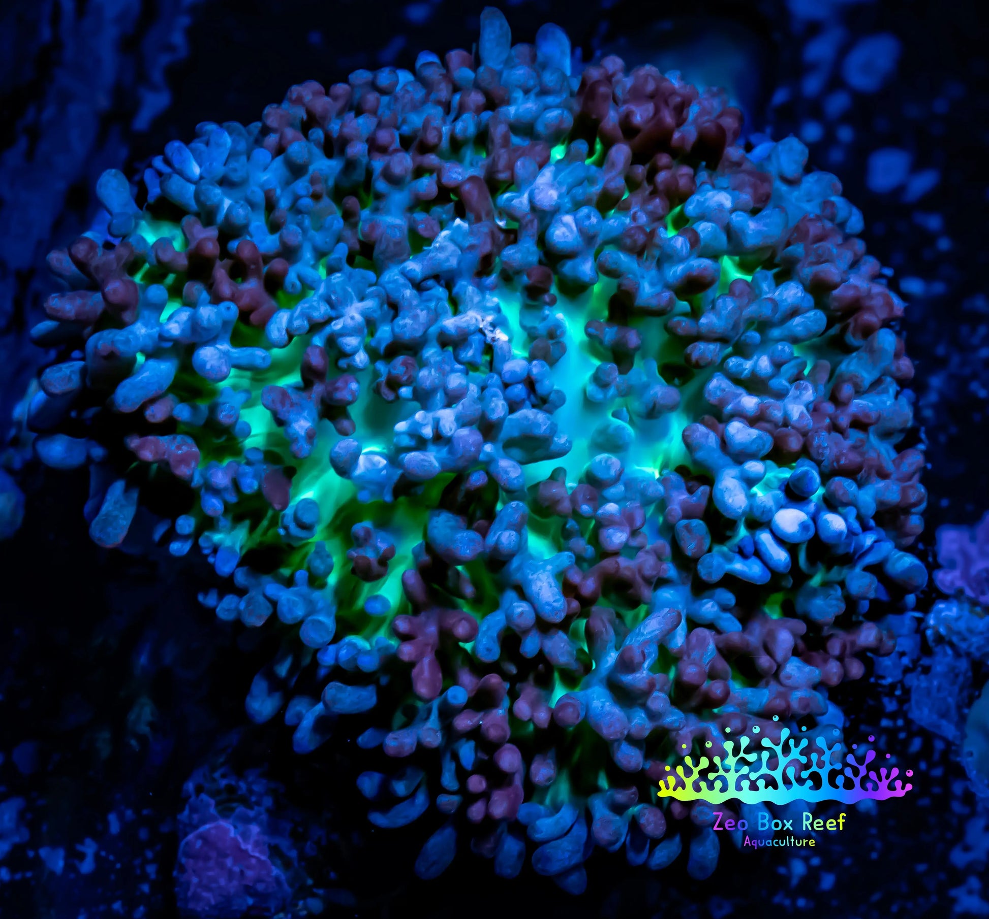 Corellamorph - Ultra Fluffy  Morph Coral WYSIWYG 4cm D1r1b2 Corellamorph - Ultra Fluffy  Morph Coral WYSIWYG 4cm D1r1b2 Animals & Pet Supplies Corellamorph - Ultra Fluffy  Morph Coral WYSIWYG 4cm D1r1b2 Zeo Box Reef