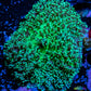 Corellamorph - Ultra Lime Fluffy  Morph Coral WYSIWYG 4cm Corellamorph - Ultra Lime Fluffy  Morph Coral WYSIWYG 4cm Animals & Pet Supplies Corellamorph - Ultra Lime Fluffy  Morph Coral WYSIWYG 4cm Zeo Box Reef