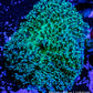 Corellamorph - Ultra Lime Fluffy  Morph Coral WYSIWYG 4cm Corellamorph - Ultra Lime Fluffy  Morph Coral WYSIWYG 4cm Animals & Pet Supplies Corellamorph - Ultra Lime Fluffy  Morph Coral WYSIWYG 4cm Zeo Box Reef