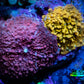Corellamorph - Ultra Morph Coral Combo WYSIWYG 2cm Corellamorph - Ultra Morph Coral Combo WYSIWYG 2cm Animals & Pet Supplies Corellamorph - Ultra Morph Coral Combo WYSIWYG 2cm Zeo Box Reef