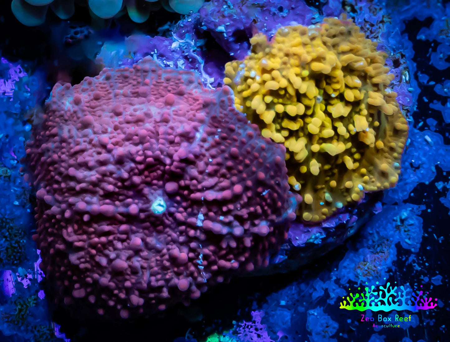 Corellamorph - Ultra Morph Coral Combo WYSIWYG 2cm Corellamorph - Ultra Morph Coral Combo WYSIWYG 2cm Animals & Pet Supplies Corellamorph - Ultra Morph Coral Combo WYSIWYG 2cm Zeo Box Reef