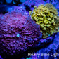 Corellamorph - Ultra Morph Coral Combo WYSIWYG 2cm Corellamorph - Ultra Morph Coral Combo WYSIWYG 2cm Animals & Pet Supplies Corellamorph - Ultra Morph Coral Combo WYSIWYG 2cm Zeo Box Reef