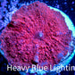 Corellamorph - Ultra Morph Coral WYSIWYG 1.7cm C10r1b2 Corellamorph - Ultra Morph Coral WYSIWYG 1.7cm C10r1b2 Animals & Pet Supplies Corellamorph - Ultra Morph Coral WYSIWYG 1.7cm C10r1b2 Zeo Box Reef