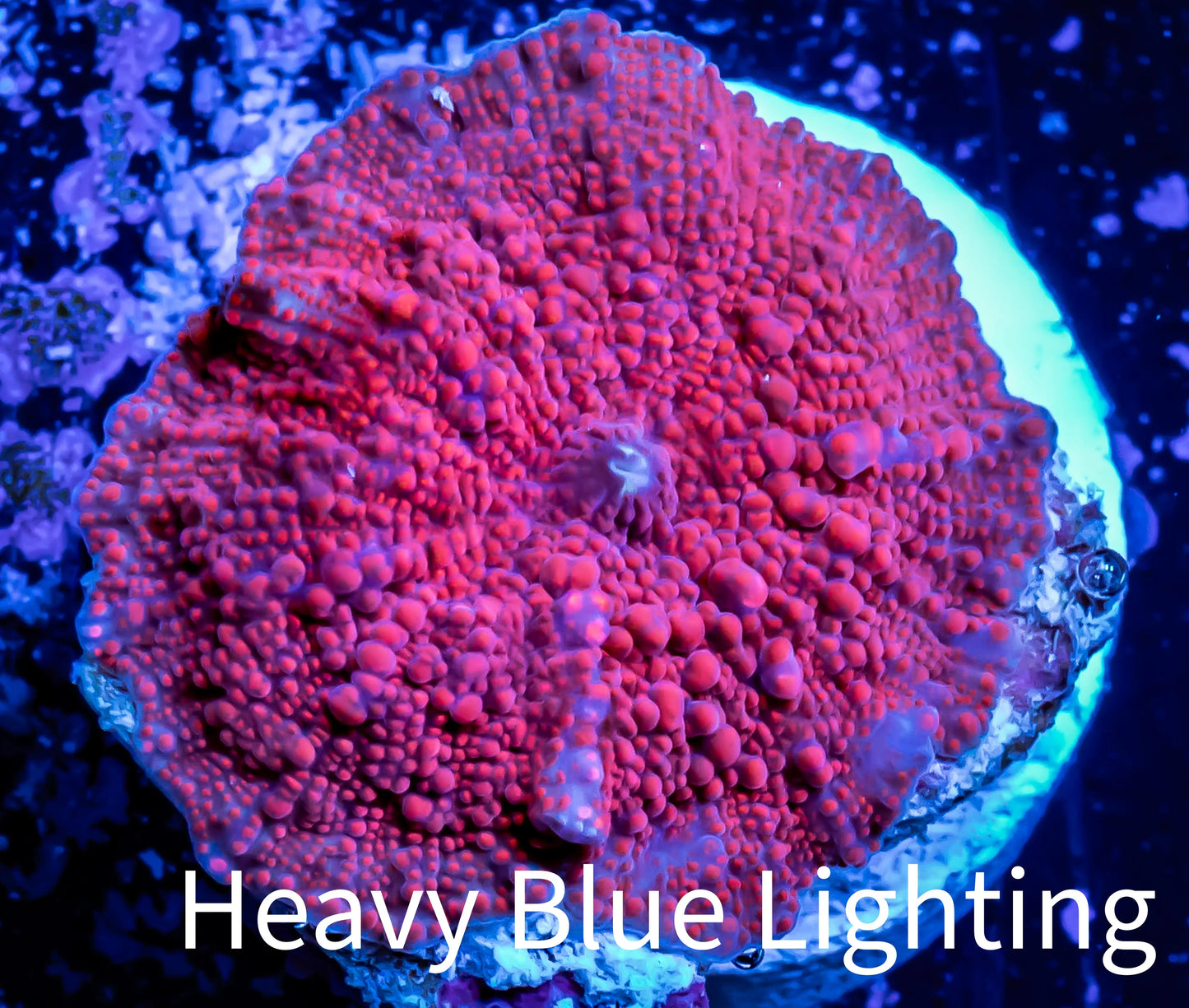 Corellamorph - Ultra Morph Coral WYSIWYG 1.7cm C10r1b2 Corellamorph - Ultra Morph Coral WYSIWYG 1.7cm C10r1b2 Animals & Pet Supplies Corellamorph - Ultra Morph Coral WYSIWYG 1.7cm C10r1b2 Zeo Box Reef