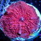 Corellamorph - Ultra Morph Coral WYSIWYG 1.7cm C10r1b2 Corellamorph - Ultra Morph Coral WYSIWYG 1.7cm C10r1b2 Animals & Pet Supplies Corellamorph - Ultra Morph Coral WYSIWYG 1.7cm C10r1b2 Zeo Box Reef