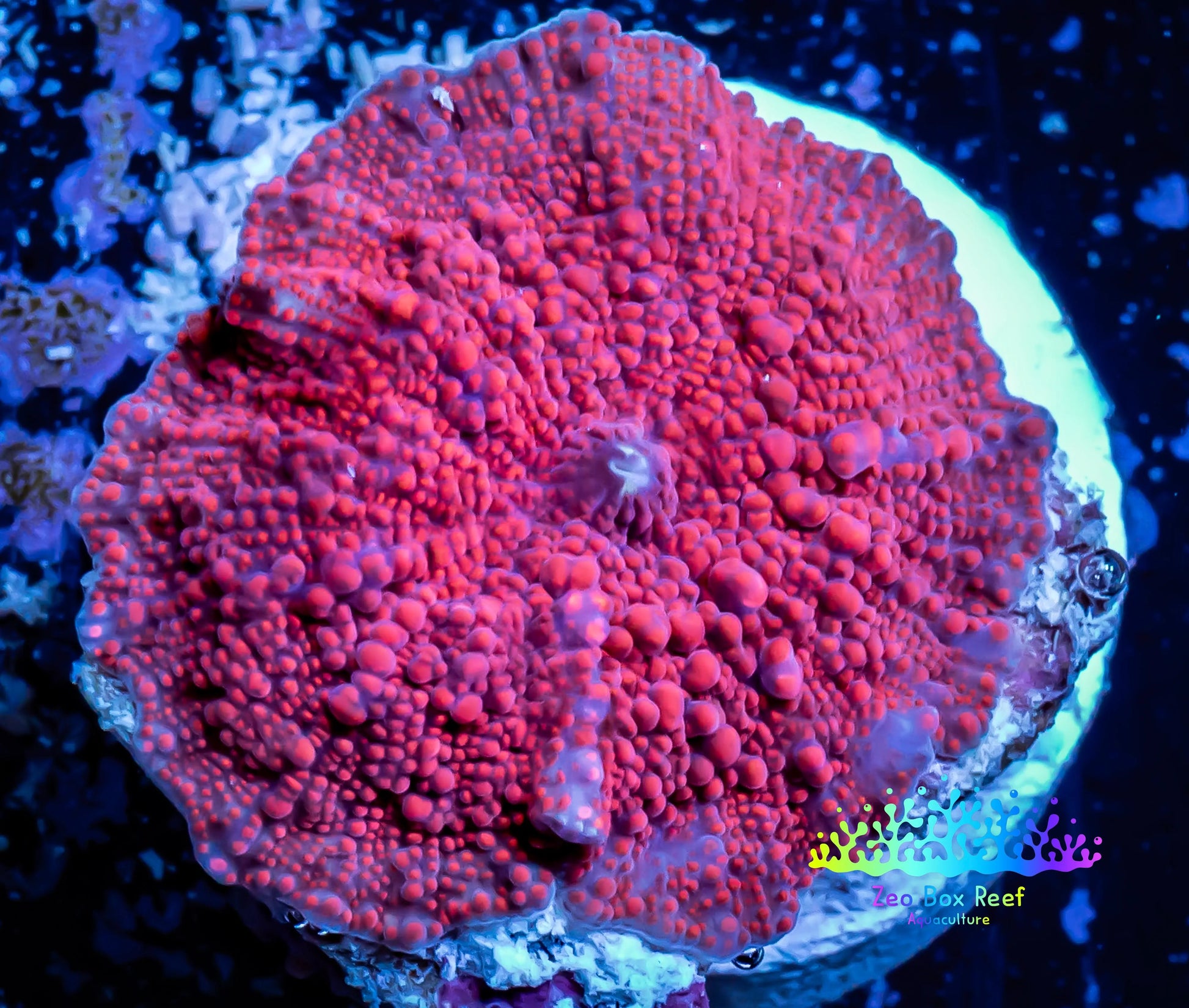 Corellamorph - Ultra Morph Coral WYSIWYG 1.7cm C10r1b2 Corellamorph - Ultra Morph Coral WYSIWYG 1.7cm C10r1b2 Animals & Pet Supplies Corellamorph - Ultra Morph Coral WYSIWYG 1.7cm C10r1b2 Zeo Box Reef