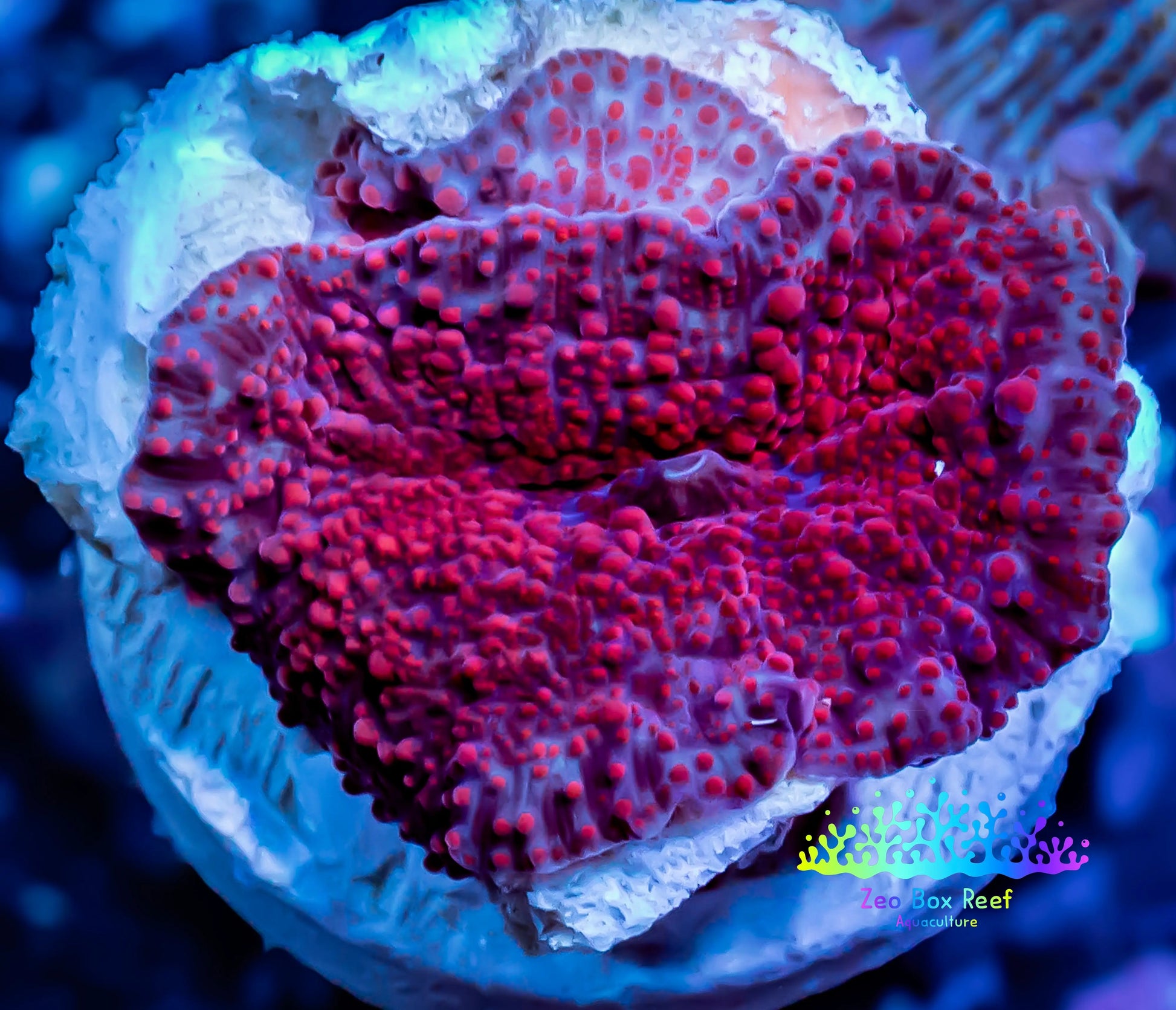 Corellamorph - Ultra Morph Coral WYSIWYG 1cm C6r1b2 Corellamorph - Ultra Morph Coral WYSIWYG 1cm C6r1b2 Animals & Pet Supplies Corellamorph - Ultra Morph Coral WYSIWYG 1cm C6r1b2 Zeo Box Reef