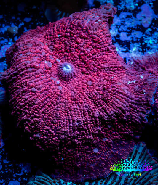 Corellamorph - Ultra Morph Coral WYSIWYG 2.5cm B5r1b2 Corellamorph - Ultra Morph Coral WYSIWYG 2.5cm B5r1b2 Animals & Pet Supplies Corellamorph - Ultra Morph Coral WYSIWYG 2.5cm B5r1b2 Zeo Box Reef