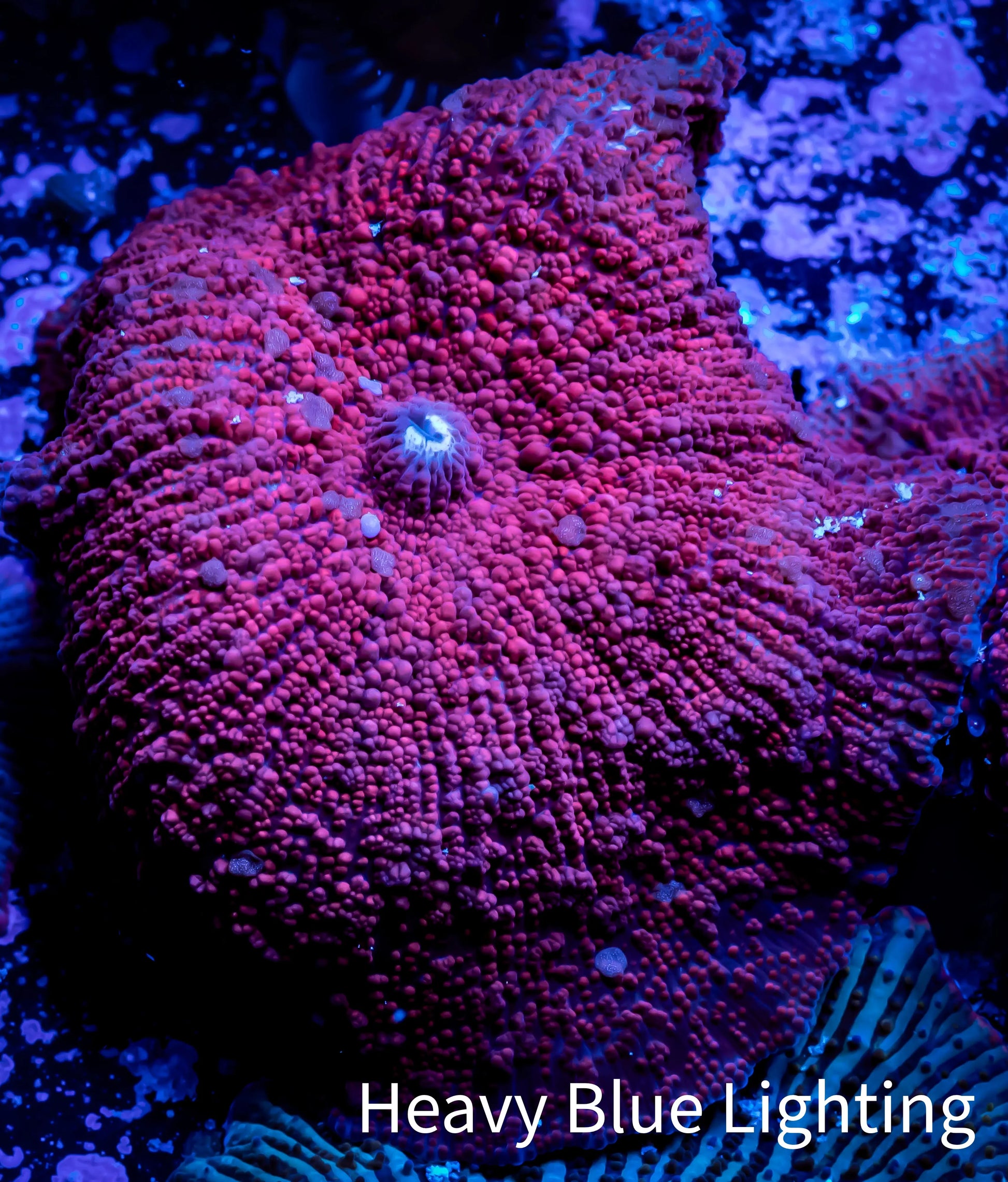 Corellamorph - Ultra Morph Coral WYSIWYG 2.5cm B5r1b2 Corellamorph - Ultra Morph Coral WYSIWYG 2.5cm B5r1b2 Animals & Pet Supplies Corellamorph - Ultra Morph Coral WYSIWYG 2.5cm B5r1b2 Zeo Box Reef