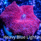 Corellamorph - Ultra Morph Coral WYSIWYG 2cm B10r1b2 Corellamorph - Ultra Morph Coral WYSIWYG 2cm B10r1b2 Animals & Pet Supplies Corellamorph - Ultra Morph Coral WYSIWYG 2cm B10r1b2 Zeo Box Reef