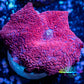 Corellamorph - Ultra Morph Coral WYSIWYG 2cm B10r1b2 Corellamorph - Ultra Morph Coral WYSIWYG 2cm B10r1b2 Animals & Pet Supplies Corellamorph - Ultra Morph Coral WYSIWYG 2cm B10r1b2 Zeo Box Reef