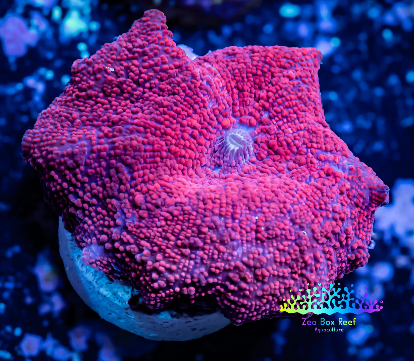 Corellamorph - Ultra Morph Coral WYSIWYG 2cm B10r1b2 Corellamorph - Ultra Morph Coral WYSIWYG 2cm B10r1b2 Animals & Pet Supplies Corellamorph - Ultra Morph Coral WYSIWYG 2cm B10r1b2 Zeo Box Reef