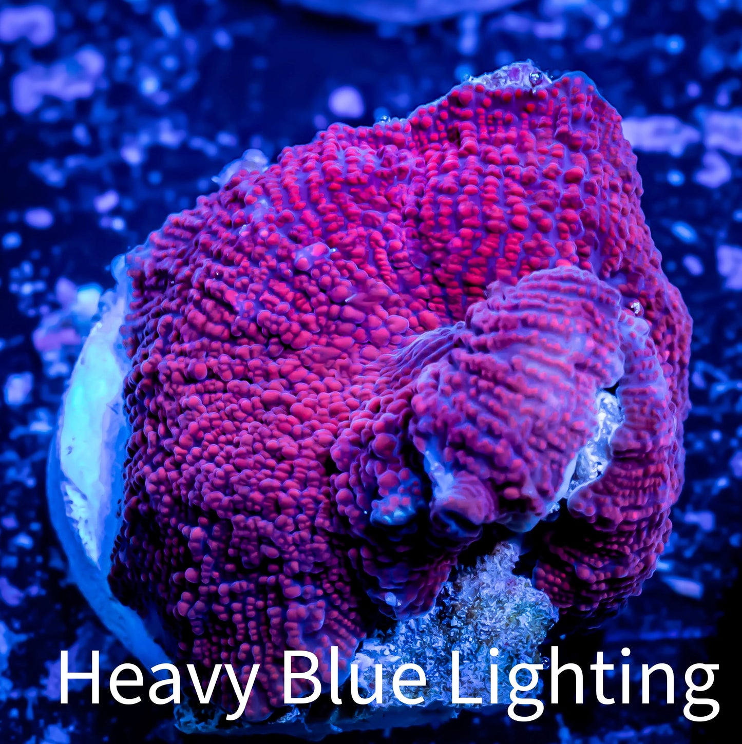 Corellamorph - Ultra Morph Coral WYSIWYG 2cm B6r1b2 Corellamorph - Ultra Morph Coral WYSIWYG 2cm B6r1b2 Animals & Pet Supplies Corellamorph - Ultra Morph Coral WYSIWYG 2cm B6r1b2 Zeo Box Reef