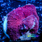 Corellamorph - Ultra Morph Coral WYSIWYG 2cm B6r1b2 Corellamorph - Ultra Morph Coral WYSIWYG 2cm B6r1b2 Animals & Pet Supplies Corellamorph - Ultra Morph Coral WYSIWYG 2cm B6r1b2 Zeo Box Reef