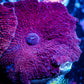 Corellamorph - Ultra Morph Coral WYSIWYG 2cm B8r1b2 Corellamorph - Ultra Morph Coral WYSIWYG 2cm B8r1b2 Animals & Pet Supplies Corellamorph - Ultra Morph Coral WYSIWYG 2cm B8r1b2 Zeo Box Reef