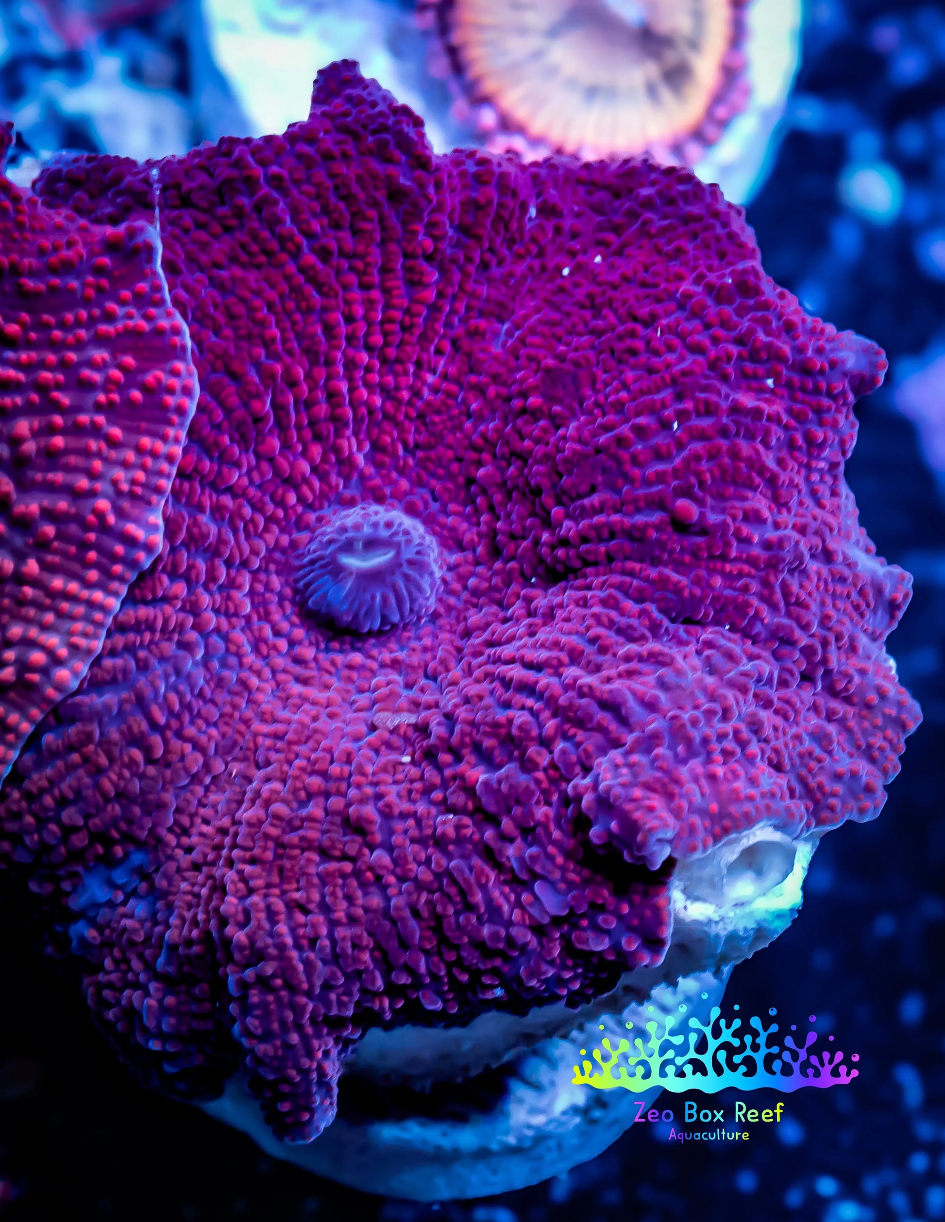 Corellamorph - Ultra Morph Coral WYSIWYG 2cm B8r1b2 Corellamorph - Ultra Morph Coral WYSIWYG 2cm B8r1b2 Animals & Pet Supplies Corellamorph - Ultra Morph Coral WYSIWYG 2cm B8r1b2 Zeo Box Reef