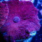 Corellamorph - Ultra Morph Coral WYSIWYG 2cm B8r1b2 Corellamorph - Ultra Morph Coral WYSIWYG 2cm B8r1b2 Animals & Pet Supplies Corellamorph - Ultra Morph Coral WYSIWYG 2cm B8r1b2 Zeo Box Reef