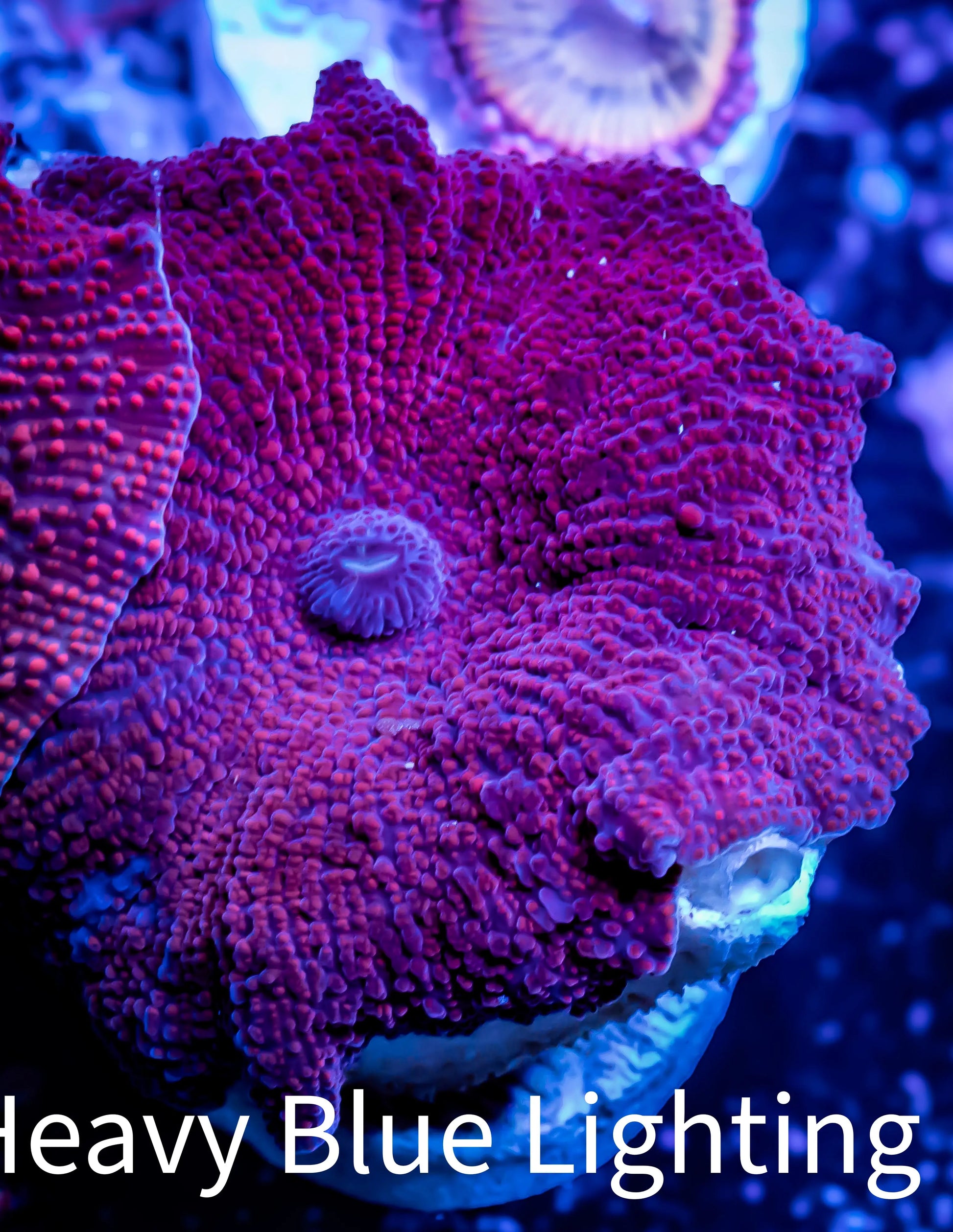 Corellamorph - Ultra Morph Coral WYSIWYG 2cm B8r1b2 Corellamorph - Ultra Morph Coral WYSIWYG 2cm B8r1b2 Animals & Pet Supplies Corellamorph - Ultra Morph Coral WYSIWYG 2cm B8r1b2 Zeo Box Reef