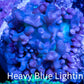 Corellamorph - Ultra Morph Coral WYSIWYG 2cm C4r1b2 Corellamorph - Ultra Morph Coral WYSIWYG 2cm C4r1b2 Animals & Pet Supplies Corellamorph - Ultra Morph Coral WYSIWYG 2cm C4r1b2 Zeo Box Reef