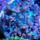 Corellamorph - Ultra Morph Coral WYSIWYG 2cm C4r1b2 Corellamorph - Ultra Morph Coral WYSIWYG 2cm C4r1b2 Animals & Pet Supplies Corellamorph - Ultra Morph Coral WYSIWYG 2cm C4r1b2 Zeo Box Reef