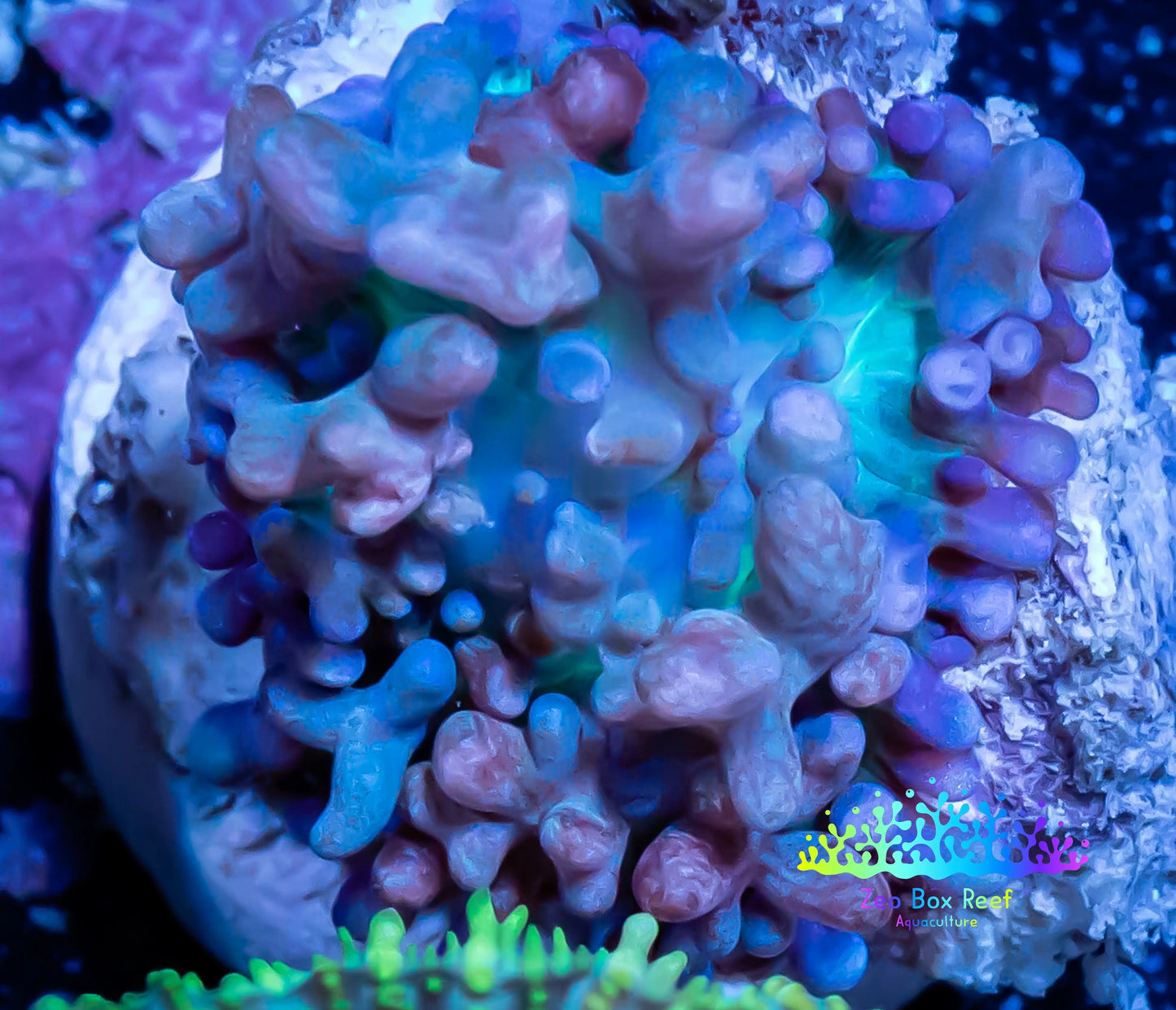 Corellamorph - Ultra Morph Coral WYSIWYG 2cm C4r1b2 Corellamorph - Ultra Morph Coral WYSIWYG 2cm C4r1b2 Animals & Pet Supplies Corellamorph - Ultra Morph Coral WYSIWYG 2cm C4r1b2 Zeo Box Reef