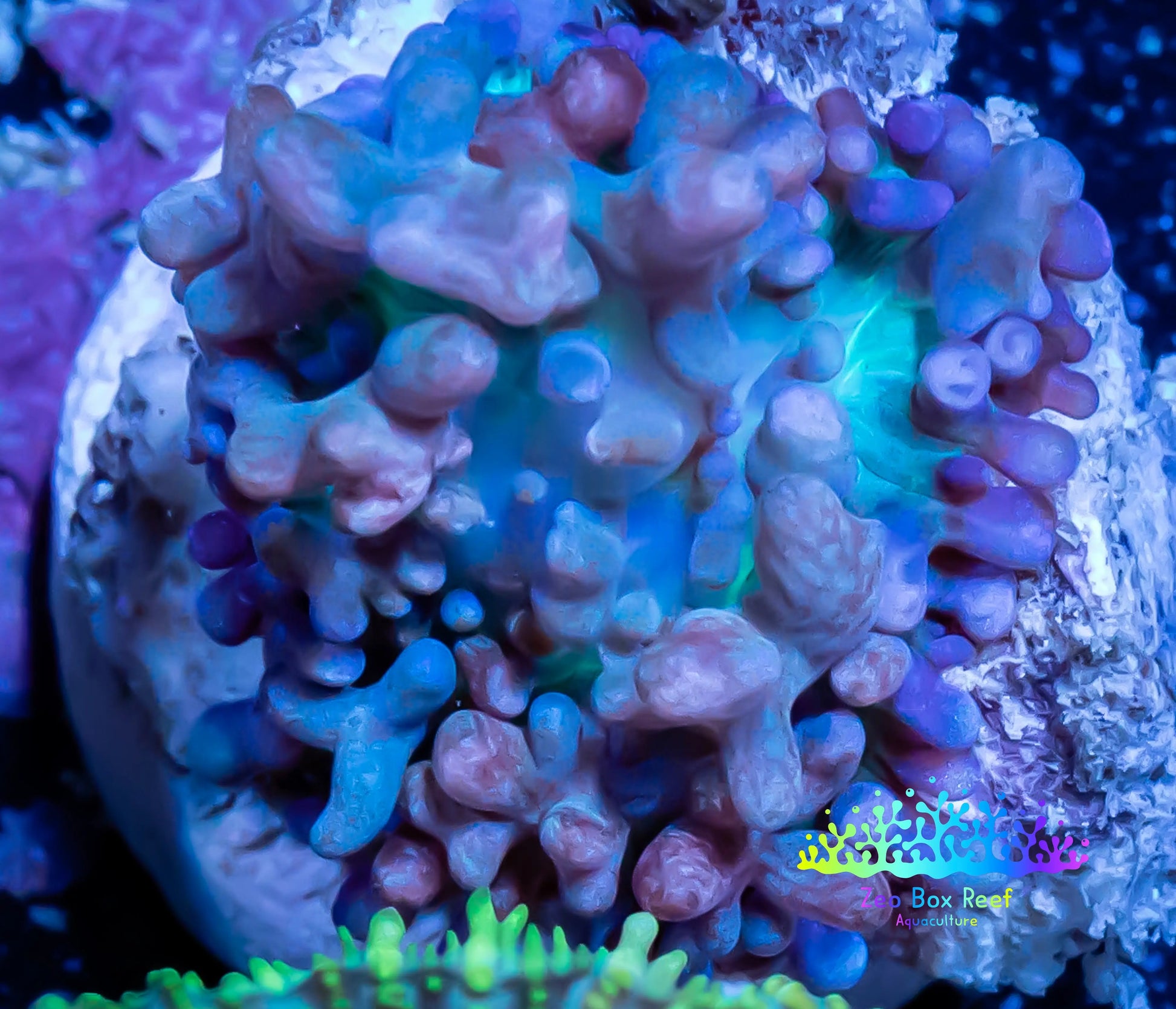 Corellamorph - Ultra Morph Coral WYSIWYG 2cm C4r1b2 Corellamorph - Ultra Morph Coral WYSIWYG 2cm C4r1b2 Animals & Pet Supplies Corellamorph - Ultra Morph Coral WYSIWYG 2cm C4r1b2 Zeo Box Reef