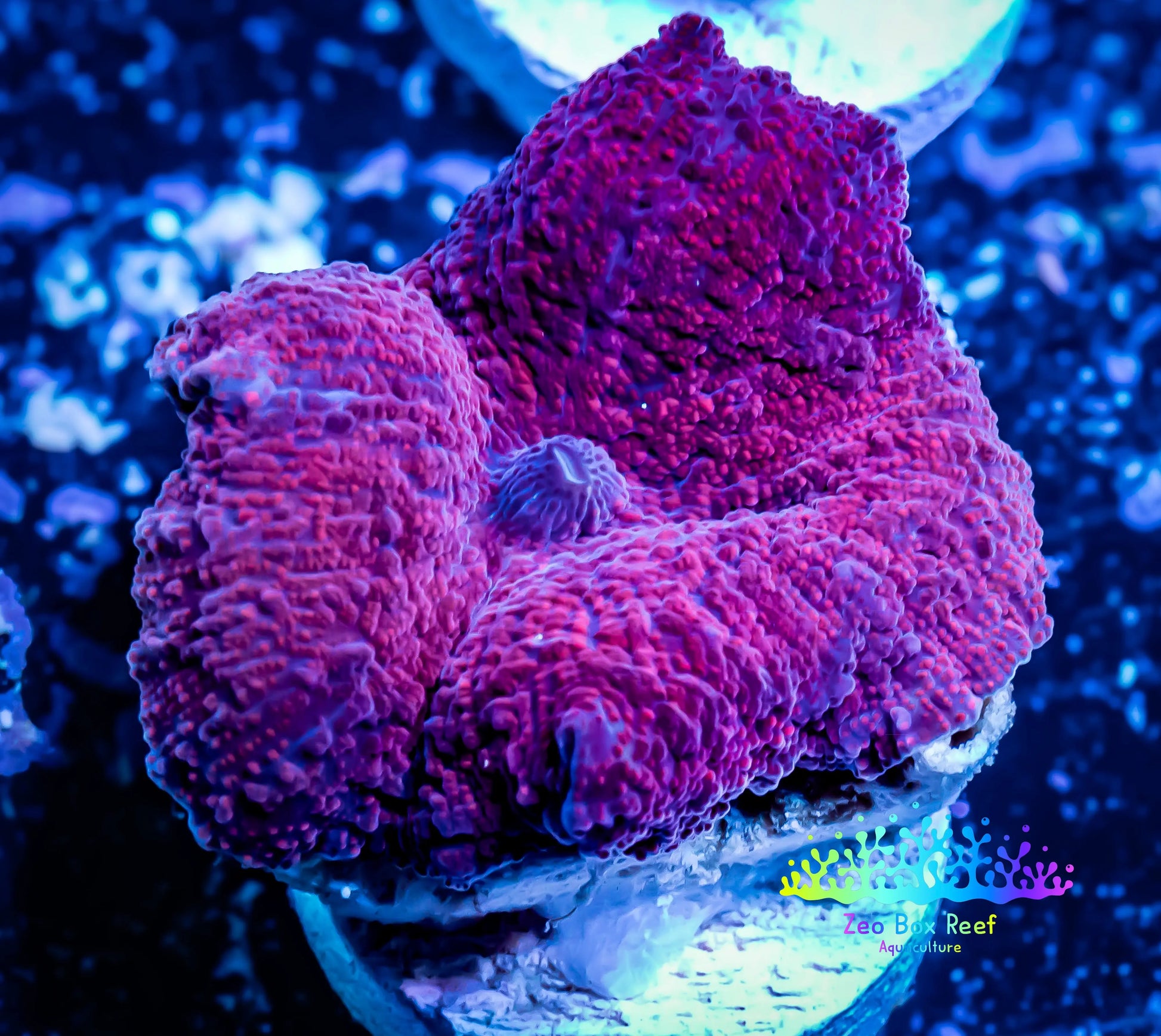 Corellamorph - Ultra Morph Coral WYSIWYG 2cm Corellamorph - Ultra Morph Coral WYSIWYG 2cm Animals & Pet Supplies Corellamorph - Ultra Morph Coral WYSIWYG 2cm Zeo Box Reef