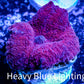 Corellamorph - Ultra Morph Coral WYSIWYG 2cm Corellamorph - Ultra Morph Coral WYSIWYG 2cm Animals & Pet Supplies Corellamorph - Ultra Morph Coral WYSIWYG 2cm Zeo Box Reef