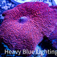 Corellamorph - Ultra Morph Coral WYSIWYG 3cm B7r1b2 Corellamorph - Ultra Morph Coral WYSIWYG 3cm B7r1b2 Animals & Pet Supplies Corellamorph - Ultra Morph Coral WYSIWYG 3cm B7r1b2 Zeo Box Reef