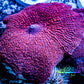 Corellamorph - Ultra Morph Coral WYSIWYG 3cm B7r1b2 Corellamorph - Ultra Morph Coral WYSIWYG 3cm B7r1b2 Animals & Pet Supplies Corellamorph - Ultra Morph Coral WYSIWYG 3cm B7r1b2 Zeo Box Reef