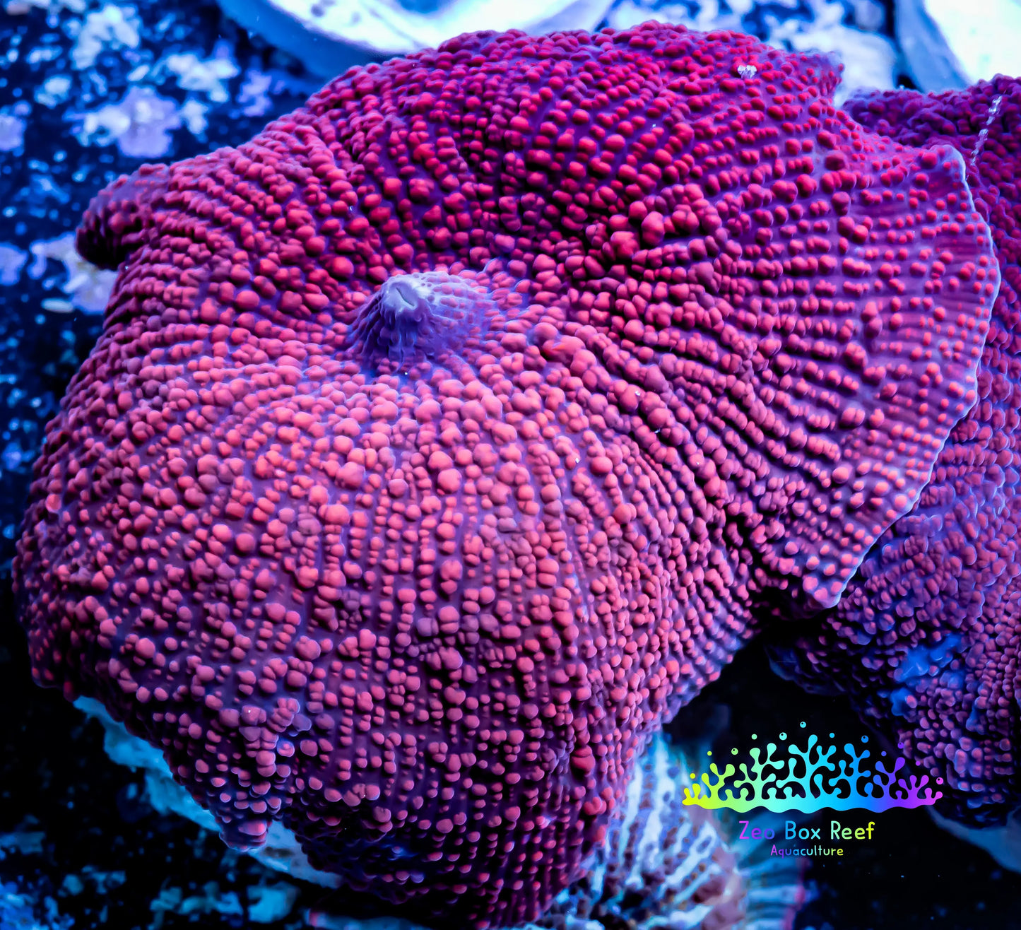 Corellamorph - Ultra Morph Coral WYSIWYG 3cm B7r1b2 Corellamorph - Ultra Morph Coral WYSIWYG 3cm B7r1b2 Animals & Pet Supplies Corellamorph - Ultra Morph Coral WYSIWYG 3cm B7r1b2 Zeo Box Reef