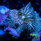 Corellamorph - Ultra Nighlord Morph Coral WYSIWYG 2.5cm d7r1b1 Corellamorph - Ultra Nighlord Morph Coral WYSIWYG 2.5cm d7r1b1 Animals & Pet Supplies Corellamorph - Ultra Nighlord Morph Coral WYSIWYG 2.5cm d7r1b1 Zeo Box Reef