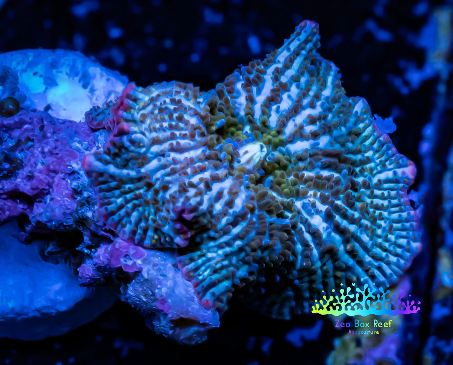 Corellamorph - Ultra Nighlord Morph Coral WYSIWYG 2.5cm d7r1b1 Corellamorph - Ultra Nighlord Morph Coral WYSIWYG 2.5cm d7r1b1 Animals & Pet Supplies Corellamorph - Ultra Nighlord Morph Coral WYSIWYG 2.5cm d7r1b1 Zeo Box Reef