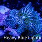 Corellamorph - Ultra Nighlord Morph Coral WYSIWYG 2.5cm d7r1b1 Corellamorph - Ultra Nighlord Morph Coral WYSIWYG 2.5cm d7r1b1 Animals & Pet Supplies Corellamorph - Ultra Nighlord Morph Coral WYSIWYG 2.5cm d7r1b1 Zeo Box Reef