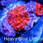 Corellamorph - Ultra Red Morph Coral WYSIWYG 2x Pups E4R1B2 Corellamorph - Ultra Red Morph Coral WYSIWYG 2x Pups E4R1B2 Animals & Pet Supplies Corellamorph - Ultra Red Morph Coral WYSIWYG 2x Pups E4R1B2 Zeo Box Reef