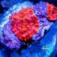 Corellamorph - Ultra Red Morph Coral WYSIWYG 2x Pups E4R1B2 Corellamorph - Ultra Red Morph Coral WYSIWYG 2x Pups E4R1B2 Animals & Pet Supplies Corellamorph - Ultra Red Morph Coral WYSIWYG 2x Pups E4R1B2 Zeo Box Reef