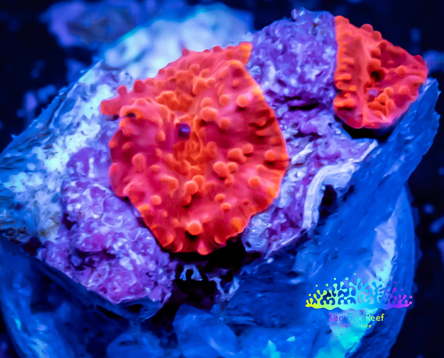 Corellamorph - Ultra Red Morph Coral WYSIWYG 2x Pups E4R1B2 Corellamorph - Ultra Red Morph Coral WYSIWYG 2x Pups E4R1B2 Animals & Pet Supplies Corellamorph - Ultra Red Morph Coral WYSIWYG 2x Pups E4R1B2 Zeo Box Reef