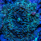 Corellamorph - WYSIWYG  Morph Coral Corellamorph - WYSIWYG  Morph Coral Animals & Pet Supplies Corellamorph - WYSIWYG  Morph Coral Zeo Box Reef