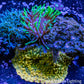 Corellamorph & Anemone - Wild Rock- Gold Rush Morph Coral, Toxic Green Tip Anemone and Blue Macro Algae WYSIWYG 6cm Corellamorph & Anemone - Wild Rock- Gold Rush Morph Coral, Toxic Green Tip Anemone and Blue Macro Algae WYSIWYG 6cm Animals & Pet Supplies Corellamorph & Anemone - Wild Rock- Gold Rush Morph Coral, Toxic Green Tip Anemone and Blue Macro Algae WYSIWYG 6cm Zeo Box Reef